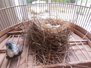 Bluebird nest