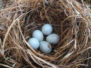 Unhatched Bluebird eggs collected from several nests