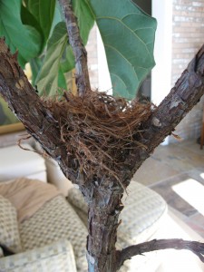 Nest in fork of our fiddle leaf fig tree