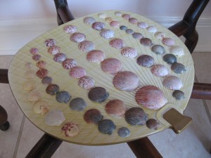 Shells collected at Sanibel and Captiva Islands, Florida